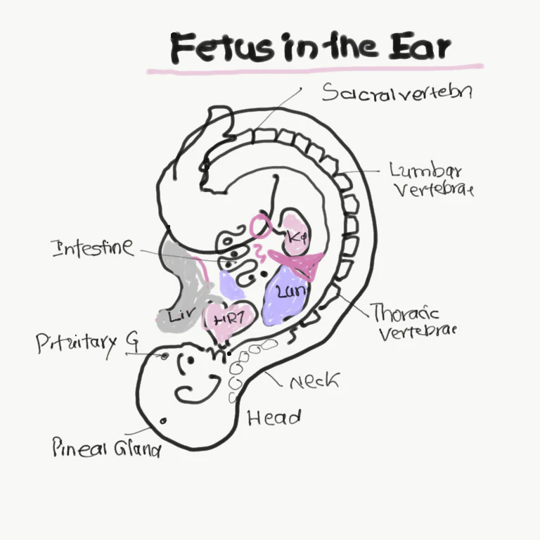 Decode Your Health: Face and Ear Reading (Online) - Image 2