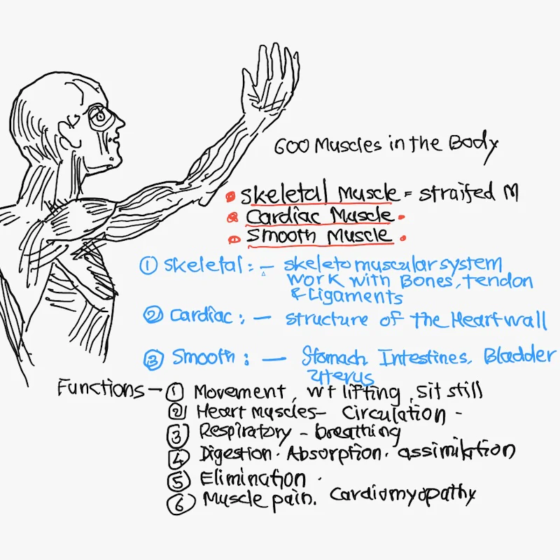 Mamsa Vaha Srotas - The Channel of the Muscle - Image 2