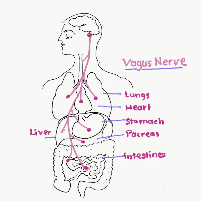 Mano and Majja Vaha Srotas - Exploring the Mind and Nervous System in Ayurveda - Image 2